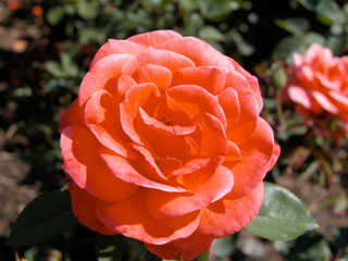 �Х���鯡� �ƥ���ǥ�֥��