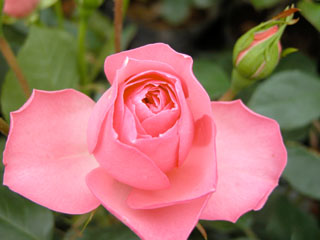 �Х���鯡� �ƥ��� �ɥ� �⡼�ѥå����