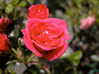 �Х���鯡� �ƥ����ǥ������ǥ��ǡʥߥ˥Х��