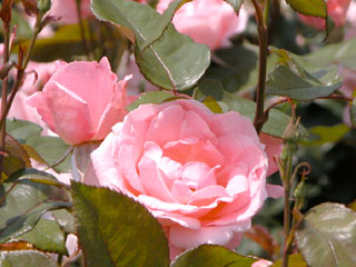 �Х���鯡� �ƥ������󡦥��ꥶ�٥���