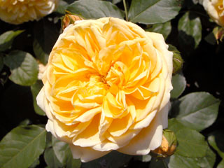 �Х���鯡� �ƥ���ϥࡦ�ȡ��ޥ���