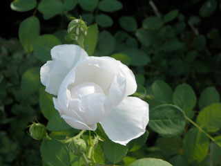 �Х���鯡� �ƥ���ߥ�����å����