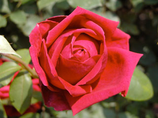 �Х���鯡� �ƥ���ॾ�󡦥������꡼��