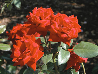 �Х���鯡� �ƥ���ॾ��֡�����