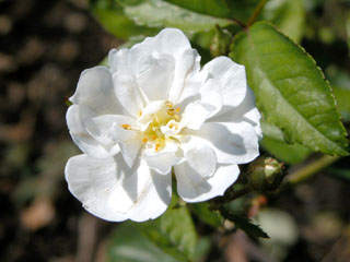 �Х���鯡� �ƥ����ݥåץ������