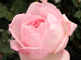 �Х���鯡� �ƥ��졼���ɥ�ʥ���