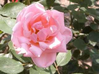 �Х���鯡� �ƥ����쥹��֡�