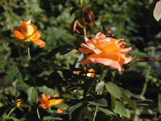 �Х���鯡� �ƥ��˥��󡦥٥��ȥ�å�����