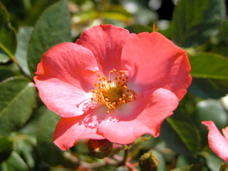 �Х���鯡� �ƥ�����롦�ᥤ�ǥ����ɡ�