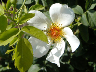 �Х���鯡� �ƥ�����ǥ󥦥��󥰥���