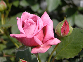 �Х���鯡� �ƥ���ǥ����ޥ��������