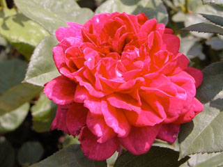 �Х���鯡� �ƥ�����������ǥ�����