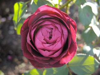 �Х���鯡� �ƥ����ץ�󥹡�