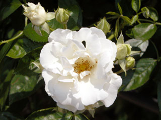 �Х���鯡� �ƥ��ޡ������Ρ���