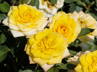 �Х���鯡� �ƥ��󡦥��ץ�󥯥륹��