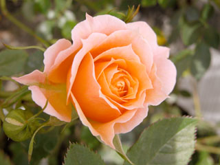 �Х���鯡� �ƥ���ɥ꡼�ʥ�����ʡǡʥߥ˥Х��