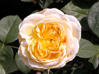 �Х���鯡� �ƥ��㡼���åȡ�