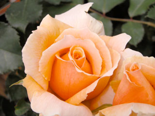 �Х���鯡� �ƥ��㥹�ȥ��硼����