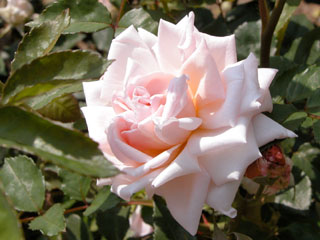 �Х���鯡� �ƥ���󡦥ǥ奷����