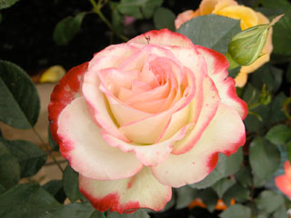 �Х���鯡� �ƥ���ӥ�ɥ��ץ�󥹥ɥ�ʥ���