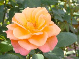 �Х���鯡� �ƥ����֥ˡ��롦�ɡ�����͡��ե�󥯡�