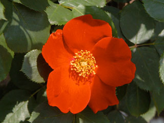 �Х���鯡� �ƥ�������å���