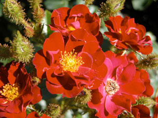 �Х���鯡� �ƥ�������åȡ��⥹��