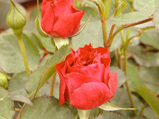 �Х���鯡� �ƥ�������åȥ��١������ǡʥߥ˥Х��