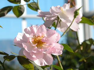 �Х���鯡� �ƥ�����ܥ����ե�������