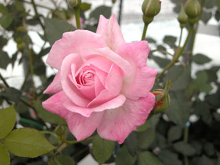 �Х���鯡� �ƥ��ե������ѡ��ڥ��奢���