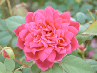 �Х���鯡� �ƥ��ե�������������