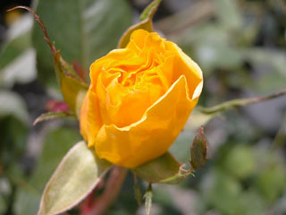 �Х���鯡� �ƥ���ɡ����