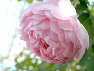 �Х���鯡� �ƥ��㡼�륺����ˡ����ޥå���ȥå����