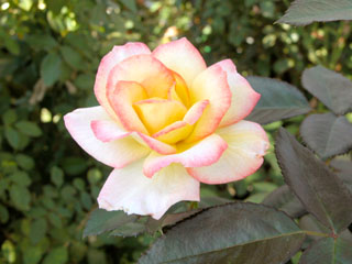 �Х���鯡� �ƥ��㡼�륹�ȥ��