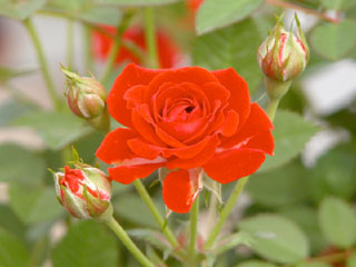 �Х���鯡� �ƤĤ륷�륯��åɡ�