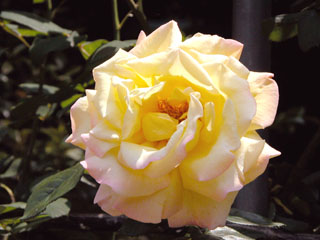 �Х���鯡� �ƤĤ�ԡ�����