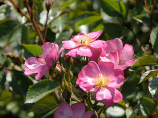 �Х���鯡� �ƥǥ��ɥ꡼���