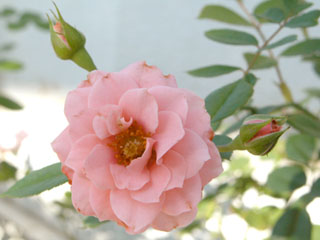 �Х���鯡� �ƥƥ��󥫡��٥��