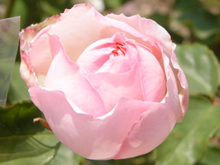 �Х���鯡� �ƥǥ奷�����ɥ����֥�Х��