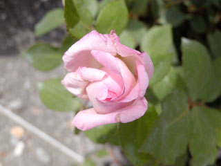 �Х���鯡� �ƥȥꥪ��ա��ɡ��륯����֡����