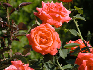 �Х���鯡� �ƥȥ��ԥ����ʡ�