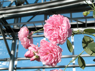 �Х���鯡� �ƥϡ�������������