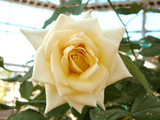 �Х���鯡� �ƥϥ��ͥ�����