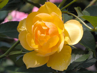 �Х���鯡� �ƥХ������åס�