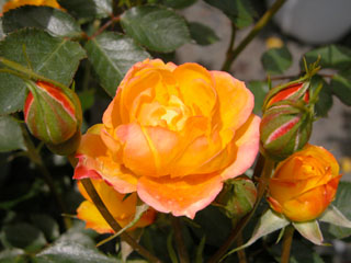 �Х���鯡� �ƥϥåԡ��ޥ�����