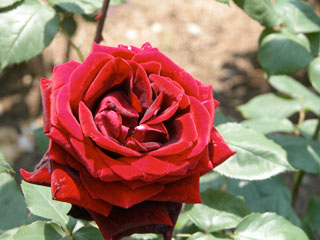 �Х���鯡� �ƥѥѡ��ᥤ�����