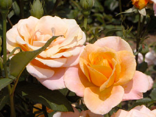 �Х���鯡� �ƥѥ쥪��