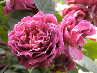 �Х���鯡� �ƥХ��󡦥��������ɡ�����