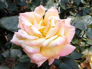 �Х���鯡� �ƥԡ�����