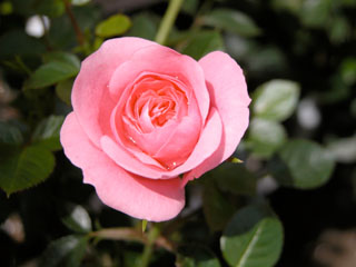 �Х���鯡� �ƥԡ���ɱ�ǡʥߥ˥Х��